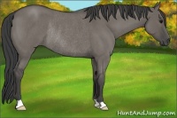 Horse Color:Smoky Grullo Roan Rabicano 