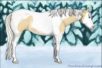 Horse Color:Silver Buckskin Dun Sabino Splash Tobiano Rabicano 