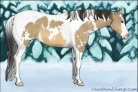 Horse Color:White Spotted Buckskin Dun Splash Tobiano 