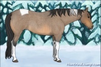 Horse Color:Buckskin Roan Tobiano Rabicano