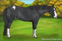 Horse Color:Black Splash Appaloosa Rabicano 