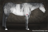 Horse Color:White Spotted Brown Chinchilla Frame Brindle