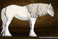 Horse Color:Perlino Roan Splash 