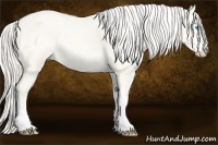 Horse Color:Cremello Dun Tobiano