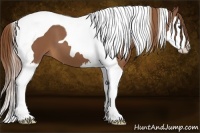 Horse Color:Chestnut Splash Tobiano