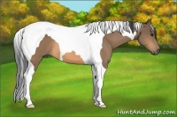 Horse Color:Buckskin Tobiano 