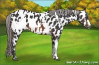 Horse Color:White Spotted Brown Appaloosa 