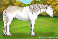 Horse Color:White Spotted Palomino Sabino Splash 