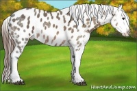 Horse Color:Bay Ice Sabino Appaloosa