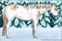 Horse Color:Red Dun Sabino Frame 