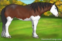 Horse Color:Bay Splash 