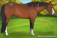 Horse Color:Brown Sabino