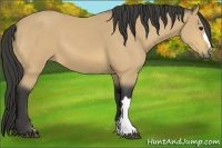 Horse Color:Buckskin 