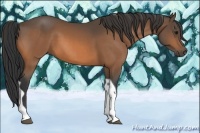 Horse Color:Buckskin Tobiano 