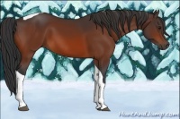 Horse Color:Bay Tobiano 