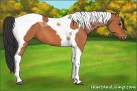 Horse Color:Bay Tobiano 