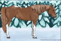 Horse Color:Chestnut Tobiano