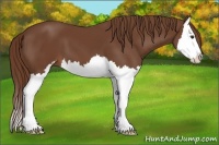 Horse Color:Chestnut Sabino Splash
