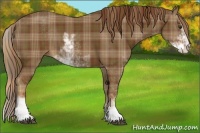 Horse Color:Plaid  Chestnut Sabino 