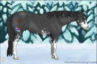 Horse Color:Blue Roan Sabino