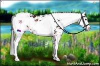 Horse Color:Brown Sabino 