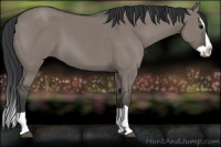 Horse Color:Grullo Splash 