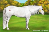 Horse Color:Chocolate Palomino Appaloosa 