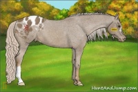 Horse Color:Chocolate Palomino Varnish 