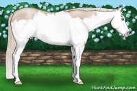 Horse Color:Chocolate Palomino Roan Pearl Splash