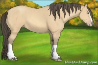 Horse Color:Amber Cream Champagne Splash