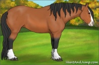Horse Color:Bay Splash 