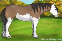Horse Color:Buckskin Splash 