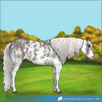 Horse Color:Liver Chestnut Mushroom Sabino 