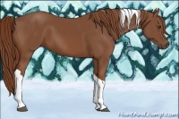 Horse Color:Chestnut Tobiano