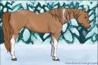 Horse Color:Chestnut Tobiano