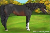 Horse Color:Brown 