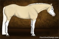 Horse Color:Palomino Roan Splash 
