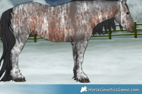 Horse Color:Brown Ice Rabicano