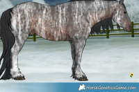 Horse Color:Brown Ice Rabicano