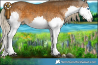Horse Color:Chocolate Palomino Splash
