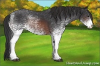 Horse Color:White Spotted Brown 