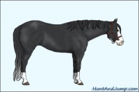 Horse Color:Black Splash