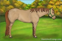 Horse Color:Red Dun Rabicano