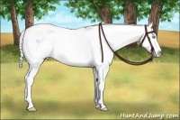 Horse Color:Chocolate Palomino Ice Pearl Sabino Appaloosa Rabicano  Brindle