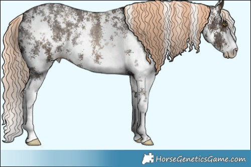 Horse Color:Liver Chestnut Ice Pearl Sabino Appaloosa Rabicano  Brindle