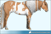 Horse Color:Liver Chestnut Ice Pearl Sabino Appaloosa Rabicano  Brindle