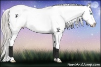 Horse Color:Chocolate Palomino Pearl Sabino Appaloosa Rabicano  Brindle