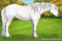 Horse Color:Chocolate Palomino Pearl Sabino Appaloosa Rabicano  Brindle