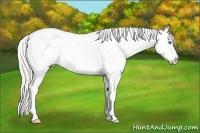 Horse Color:Chocolate Palomino Pearl Sabino Appaloosa Rabicano  Brindle