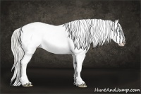 Horse Color:Chocolate Palomino Pearl Sabino Appaloosa Rabicano  Brindle